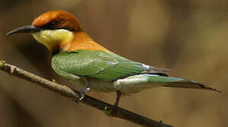 Chestnut-headed Bee-eater