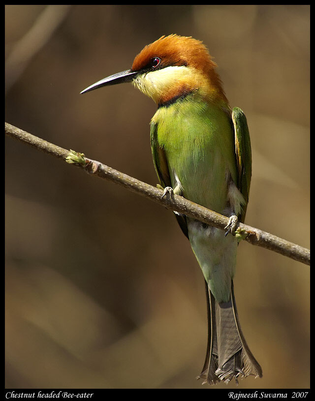 Chestnut-headed Bee-eater