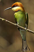 Chestnut-headed Bee-eater