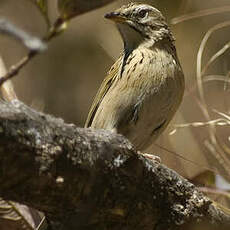 Pipit montagnard