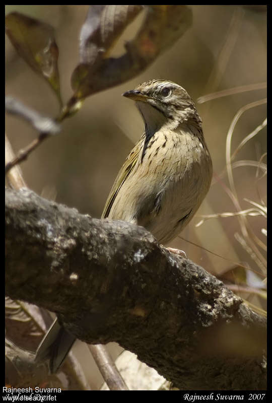 Upland Pipit