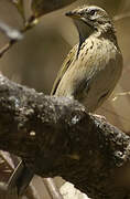 Upland Pipit