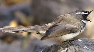 White-spotted Fantail