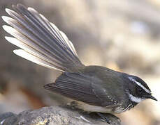 White-spotted Fantail