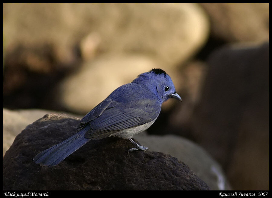 Black-naped Monarch male adult