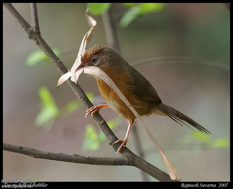 Tawny-bellied Babbler male adult, Reproduction-nesting