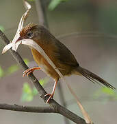 Tawny-bellied Babbler