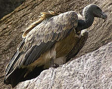 Indian Vulture