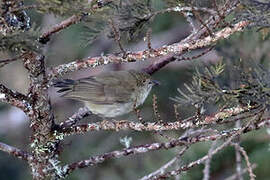 New Guinea Thornbill