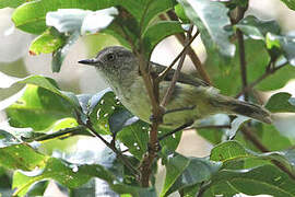 Mountain Thornbill