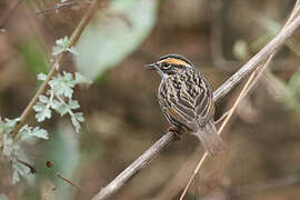 Rufous-breasted Accentor