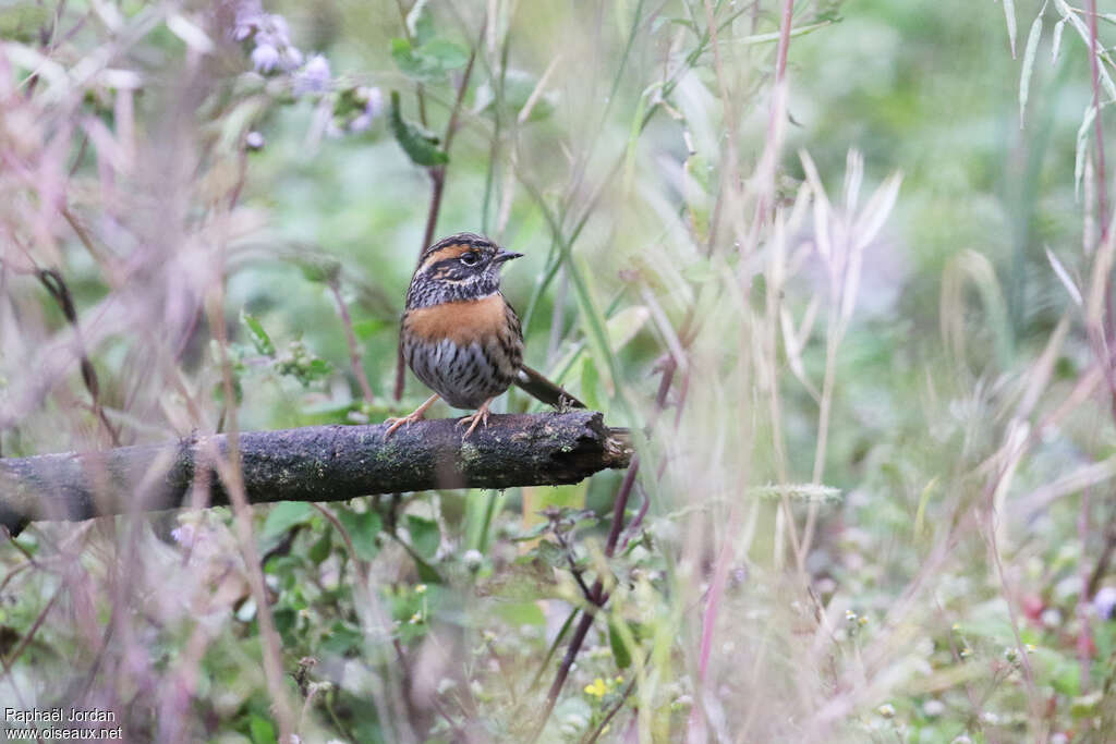 Rufous-breasted Accentoradult breeding, pigmentation