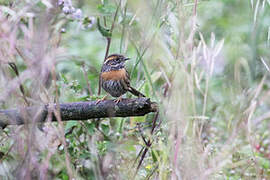 Rufous-breasted Accentor