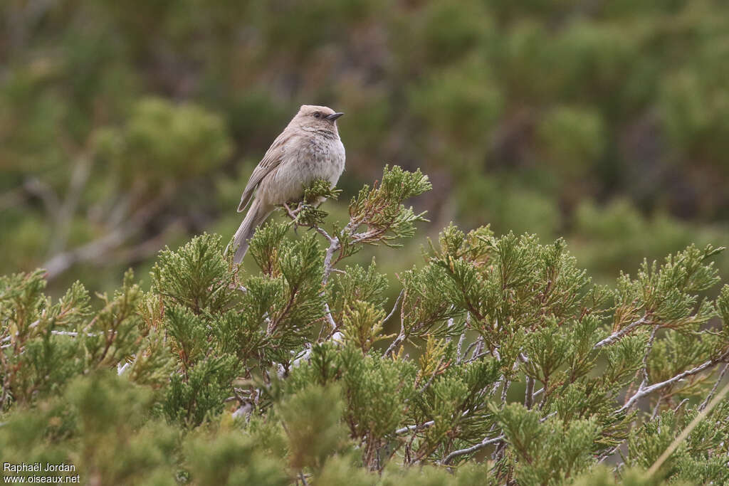 Kozlov's Accentor male adult breeding, identification