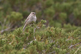 Kozlov's Accentor