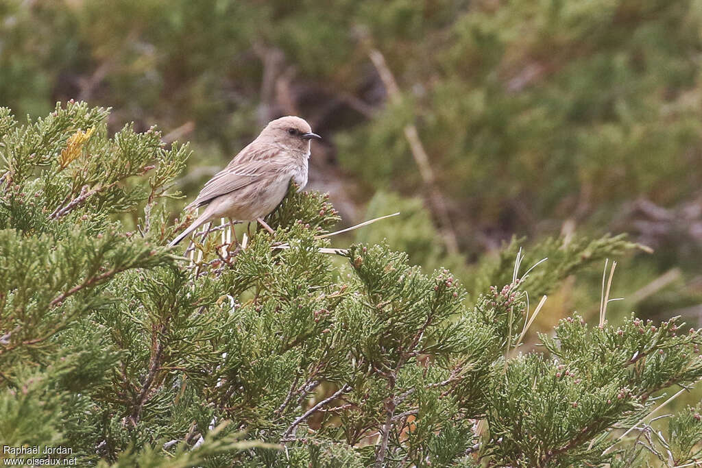 Kozlov's Accentor male adult, song