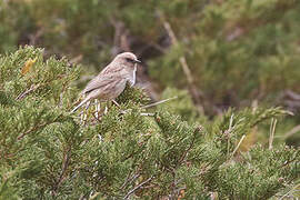 Kozlov's Accentor