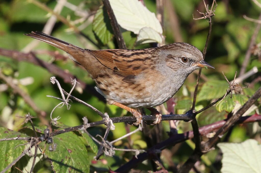 Dunnock