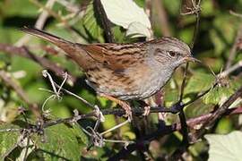 Dunnock