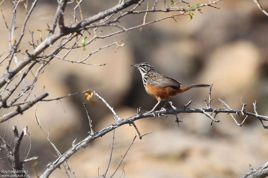 Rockrunneradult, habitat