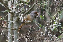 Rusty-fronted Barwing