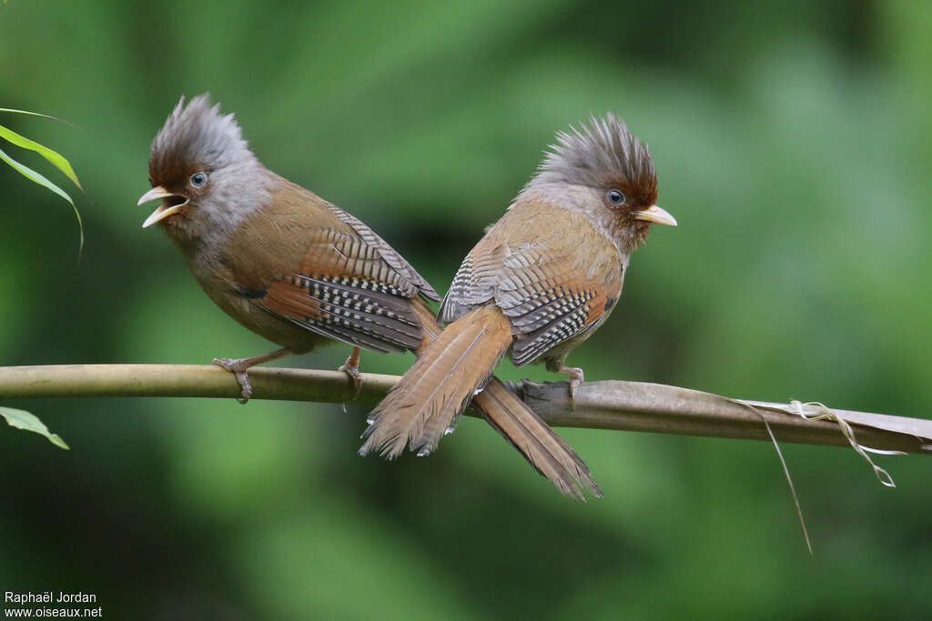 Rusty-fronted Barwingadult, Behaviour