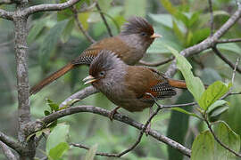 Rusty-fronted Barwing