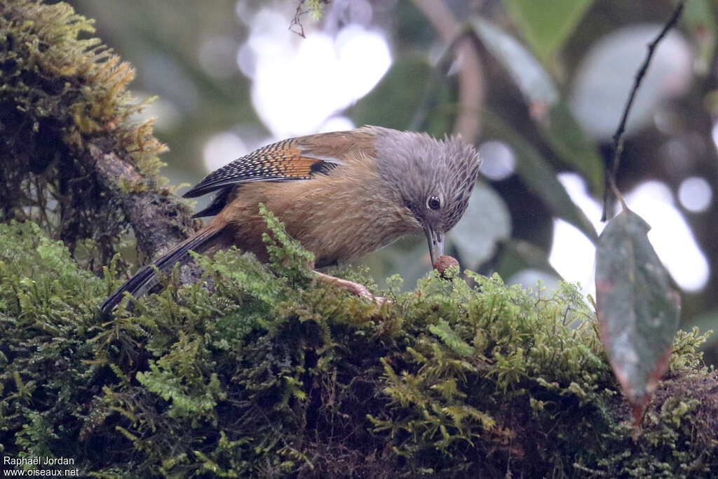 Streak-throated Barwingadult, identification