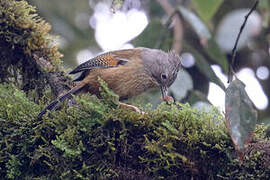 Streak-throated Barwing