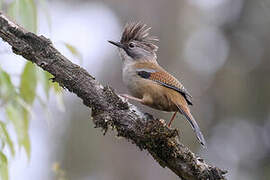 Hoary-throated Barwing