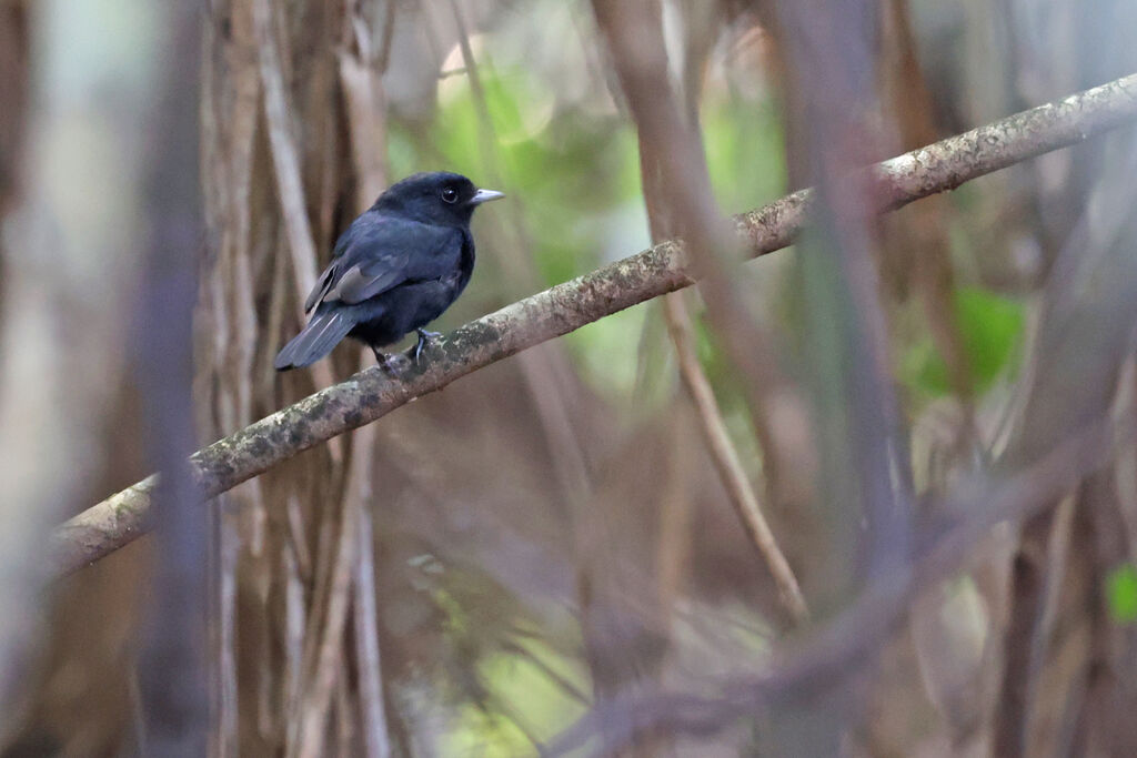 Amazonian Black Tyrant male adult