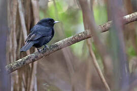 Amazonian Black Tyrant