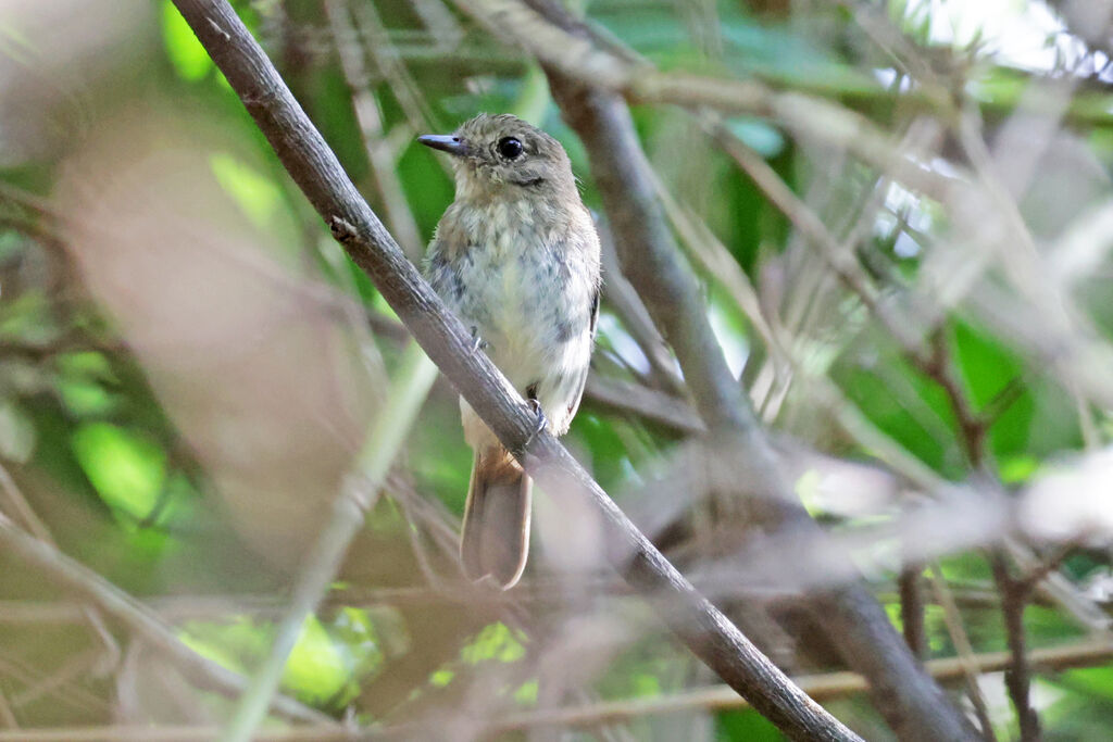 Amazonian Black Tyrant female adult