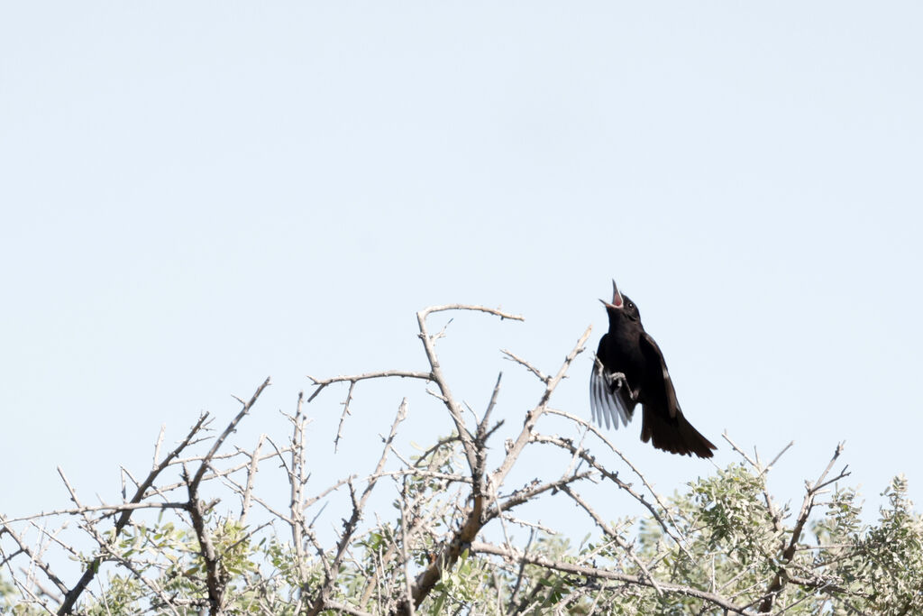 Hudson's Black Tyrant male adult, courting display