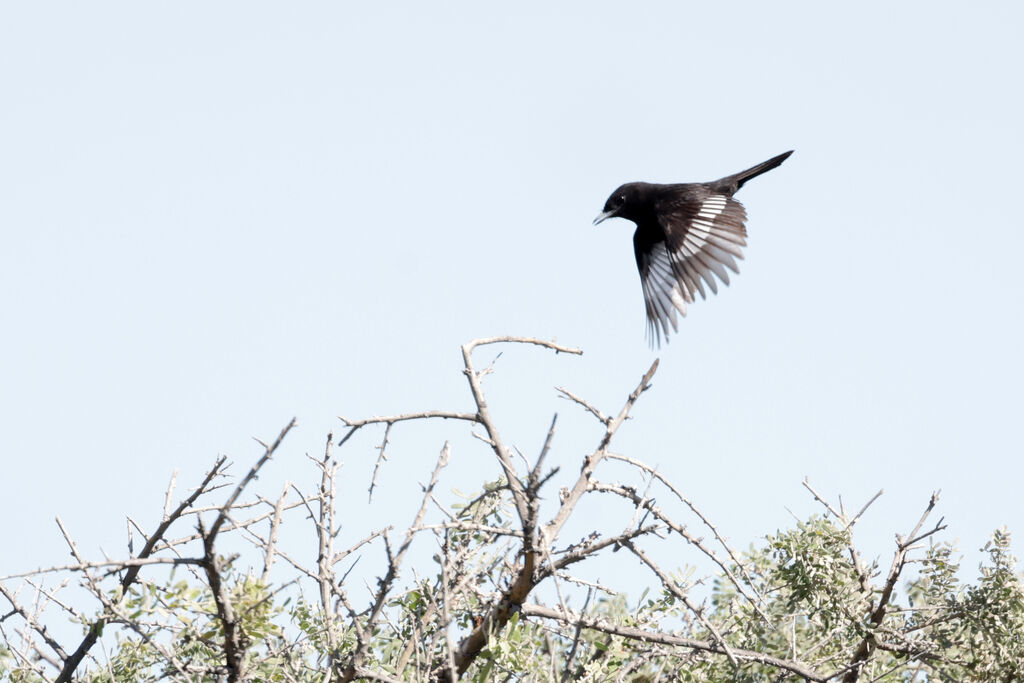 Hudson's Black Tyrant male adult, courting display