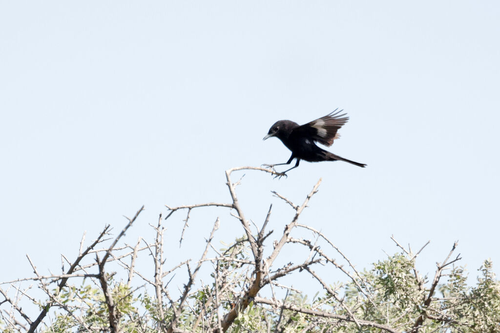 Hudson's Black Tyrant male adult, courting display