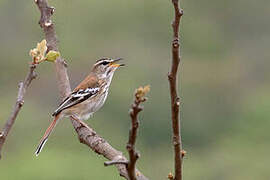 White-browed Scrub Robin