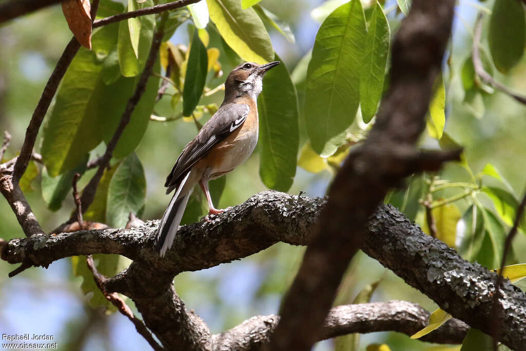 Miombo Scrub Robinadult, identification