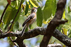 Miombo Scrub Robin