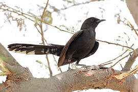 Black Scrub Robin