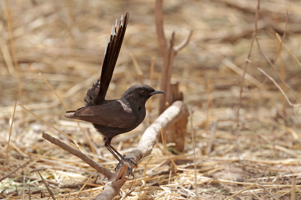 Black Scrub Robinadult