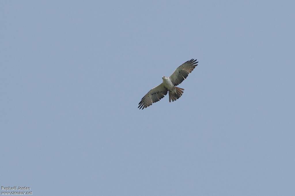 Rufous-bellied Eagleimmature, pigmentation, Flight