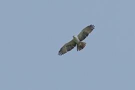 Rufous-bellied Eagle