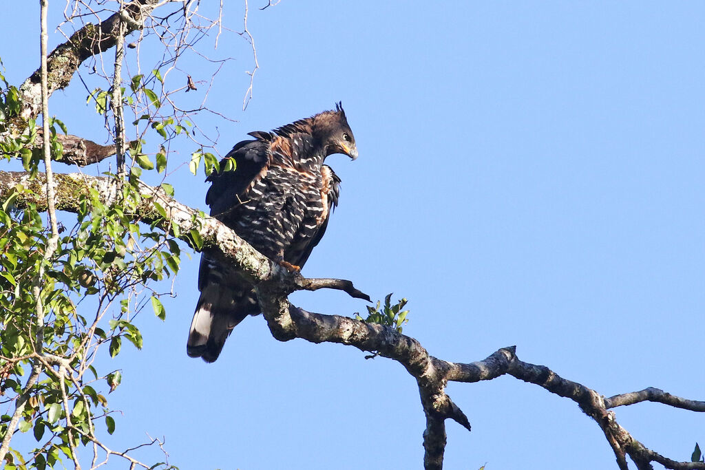 Aigle couronnéadulte