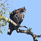 Aigle couronné