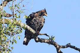 Crowned Eagle