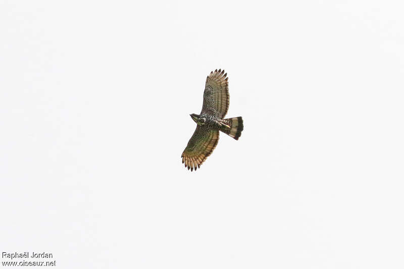 Blyth's Hawk-Eagleadult, Flight
