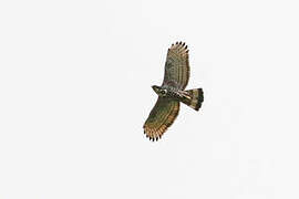 Blyth's Hawk-Eagle