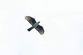 Cassin's Hawk-Eagle