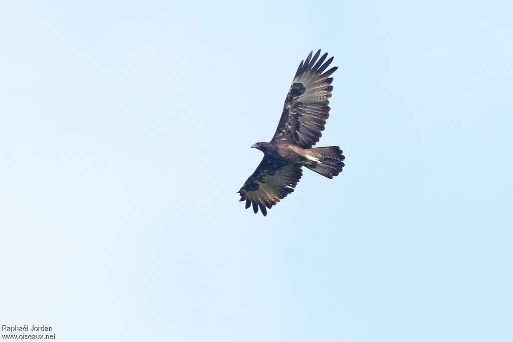 Gurney's Eagleadult, Flight